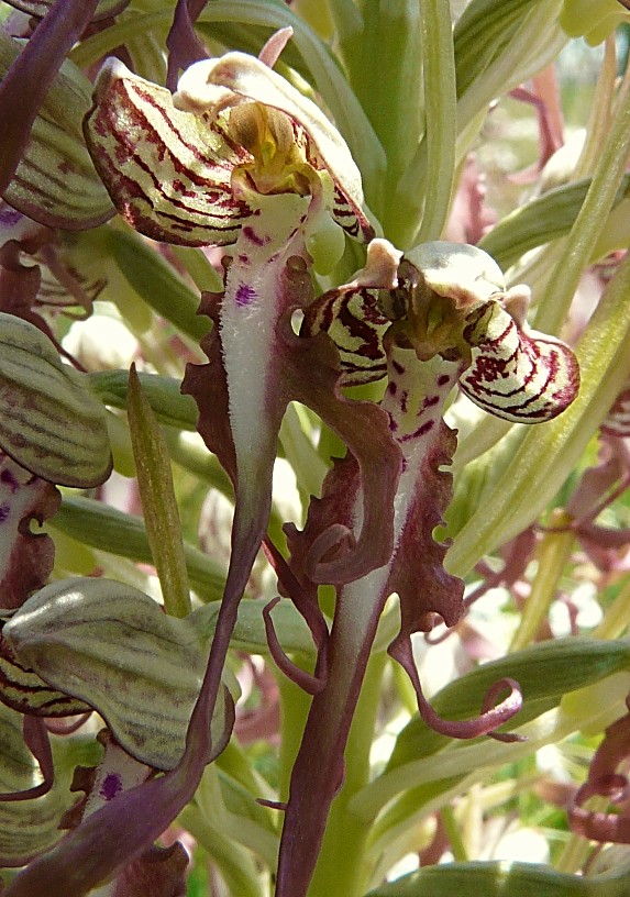 Himantoglossum Hircinum